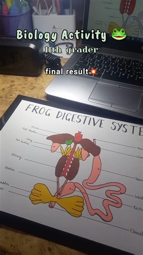 frog digestive system✏️🐸 #class11 #biology #frog #ytshorts #studyvlog #motivation #study #minivlog