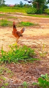 1.2M views · 89 reactions | Bird fight. #chicken #birdsofprey #birds_adored #birdstagram #birdlovers #birdlife #birds_captures #birds_nature #fyp | Wildlifetobe | Facebook