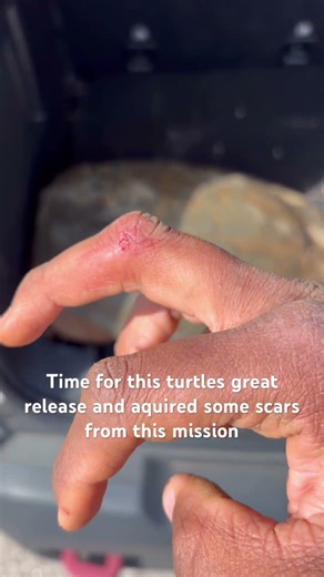 scarred up but we saved a snapping turtle from a potential car collision!!! #snappingturtles #shorts