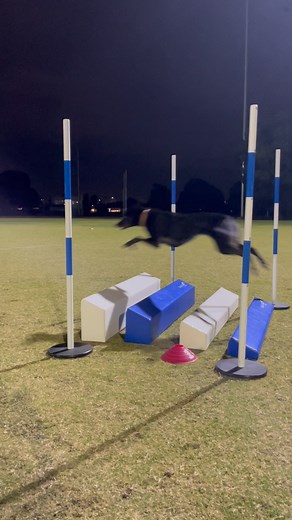 As an agility club we strive to provide quality safe equipment for both dogs and handlers! This includes the jumps and obstacles for the dogs as well as the manual handling equipment for the humans getting it on and off the field each week for training and comps! We’d like to thank the west gate neighbourhood fund for their grant allowing us to purchase a suite of new Galigan jumps, including some soft broad jumps and a couple of amazing new trolleys to cart the heavy tunnel bags across the gras