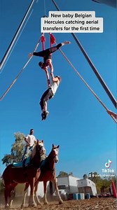 2.2K views · 87 reactions | Baby Hercules’ first run at aerial transfers. Took just a couple before he didn’t think we were totally weird . We do appreciate how they handle everything that we do  Love these gentle giants !! | Gladius the Show | Facebook