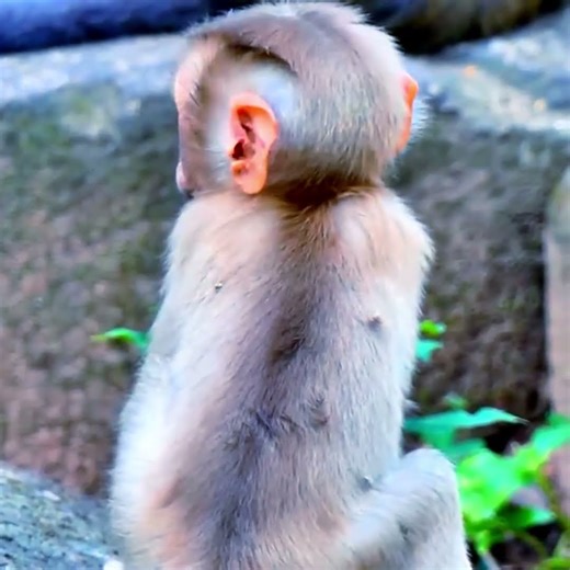 So Sad… Baby Lynx Crying Loud, Calling Mommy Again and Again #lynx #Luna #Luno #Lucie #1