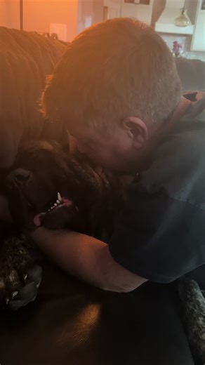 My sweet boy ❤️🐾 #englishmastiff #em #mastiff #fyp #dogsoftiktokviral