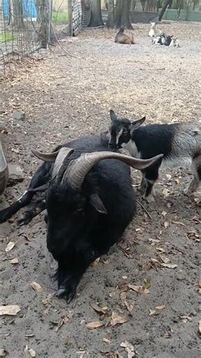 she is a menace haha #goat #farming