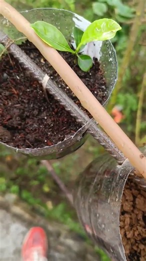 Grow walnuts from seeds. #homegarden #plantation #walnut