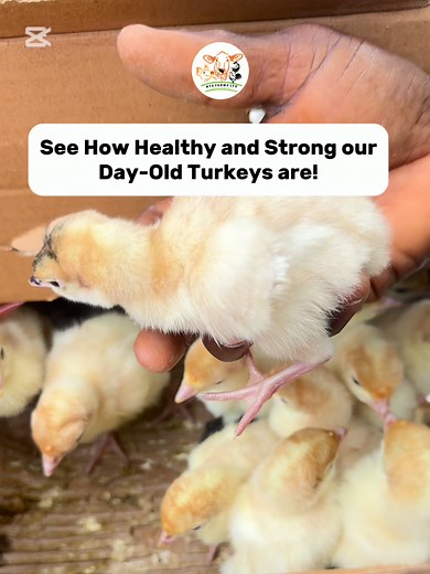 Start Turkey Farming for High Profits in Nigeria