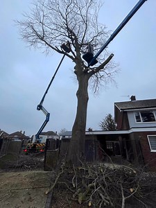 This grand old beech in hall hills Diss was subject to a tree preservation order . Our lovely customers became concerned when a mystery fungus appeared and so we were called for a site visit where I encountered one of the worst case of meripilus I have seen in my 24 years in the industry. Meripilus is a root rotting fungus that will eventually cause catastrophic structural failure in trees that can look healthy on the outside . With its position over the house the decision was taken in conjuncti