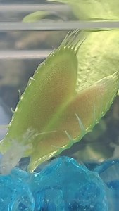 Worlds first Venus fly trap underwater capture🔥🔥🔥 #reels #reelsvideo #reelsviral #viral #fyp #trend #trendingreels #trending #plant #carnivorousplant #insect #nature #naturephotography | Carnivorous Plants