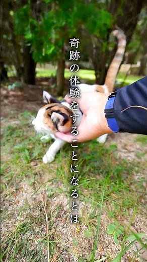 【本当は教えたくない】沖縄・多良間島の絶景が人生最高すぎた #旅行 #jal #rac #jta #多良間島