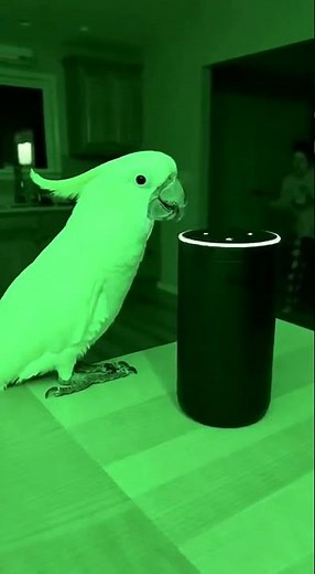 Parrot Tries To Talk To Alexa At Night
