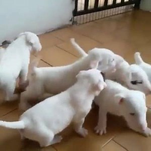 56K views · 3.9K reactions | Angry puppy Video: https://www.youtube.com/c/TheBullTerrierClub | The Bull Terrier Club | Facebook