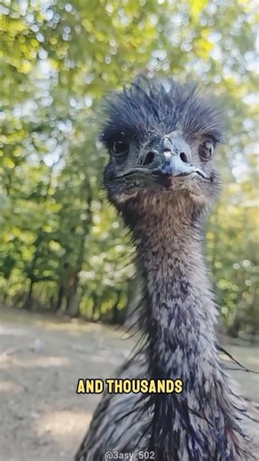 The Bird Invasion That Beat the Australian Army! #animals #fypageシ #factsdaily #trendingshorts | Moviez