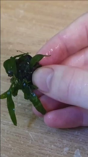 Java Fern Propagation Explained ✂🍃 | The Goldfish Tank