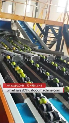 High Efficiency Citrus Weight Grading Machine For Small Dia Fruit Sorting