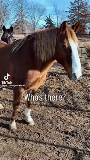 3.4K views · 62 reactions | New Zealand Pet Lovers on Reels | Facebook