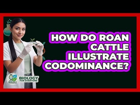 How Do Roan Cattle Illustrate Codominance?