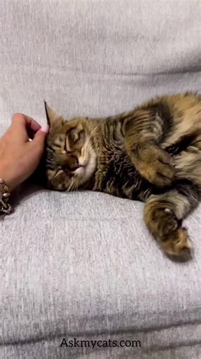 13K views · 382 reactions | Sign your cat is begging for more attention ;  . Decode the 'Meow Morse Code': Is your cat giving subtle hints or staging a full-on attention protest?  . . #CatBegging101 #AttentionPlease . . . #ilovemycat #catfacts #catfact #cattips #catowner #catownerproblems #catlady #cat #cats #catinfo #fact #facts #factoftheday #petfact #petlovers #instagood #viral #petlovers #catlover #catowner #dailyfacts2 | Ask My Cats | Facebook