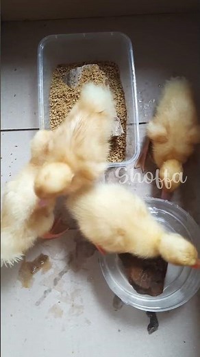 Suara Bebek | Sofia Nature