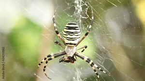 Macro shot of spider eating prey in web Horror scary halloween Close up massive insect nature wild life