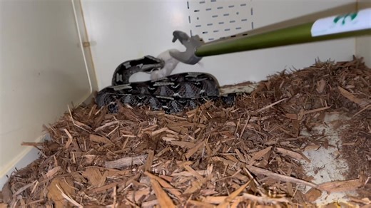 Rhino vipers ( Bitis nasicornis) during feeding. | Kentucky Reptile Zoo