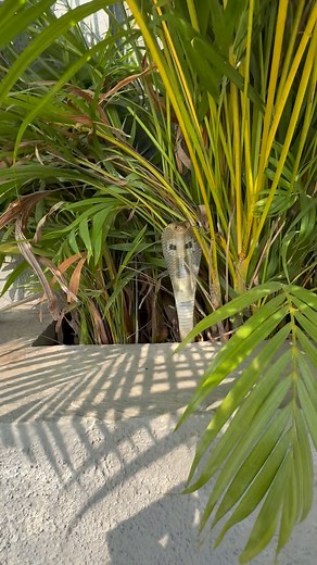 475K views · 7K reactions | खुप शोधा शोध केल्या नंतर कोब्रा साप कुठे भेटला पाहा आम्हाला  Sarpmitra Nita Gajare #animals #girlpower #indian #OMG #virals #life #trendingpost #home #girls #girlpower | Sarpmitra Nita Gajare | Facebook