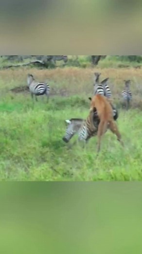 Lion and Zebra Confrontation in the Savannah