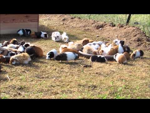 COCHONS D'INDE ELEVAGE EXTERIEUR EUROP'OISEAUX