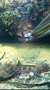 4.8K views · 21 reactions | Fish catching #viralpost2024 #viralreelschallenge #vairalreels #underwaterworld #underwaterphotography #diving #Under #morayeel #sea #fishing | OCEAN Wonder S7 | Facebook