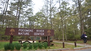 Pocomoke State Forest expands, gets more than 220 acres
