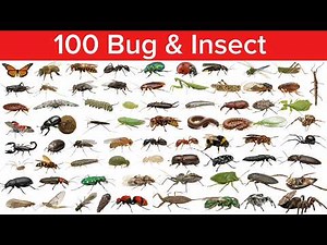 Amezing 100 Bugs and Insects Names for Kids | Learn Insect Vocabulary in English | Bug & Insect