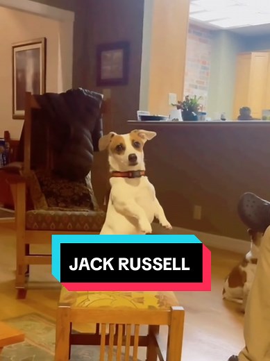 Meet the Jack Russell Terrier: A Small Dog with a Big Personality