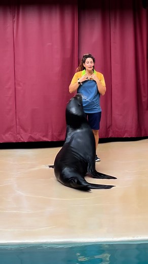 California sea lion #sealions | Bucky