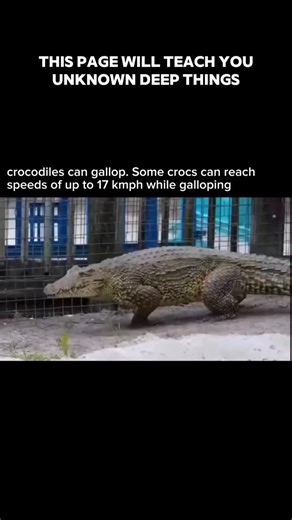 Deep Explainer on Instagram: "Crocodile Locomotion: The Gallop ​While we usually see crocodiles sliding on their bellies or performing a "high walk," this video highlights their most athletic gait. ​The Mechanic: Unlike most reptiles that move with a side-to-side sprawl, certain crocodiles can move their legs vertically, similar to a galloping horse or dog. They push off with their hind legs and land on their front legs. ​Speed: As noted in the video, they can reach speeds of up to 17 km/h (abou