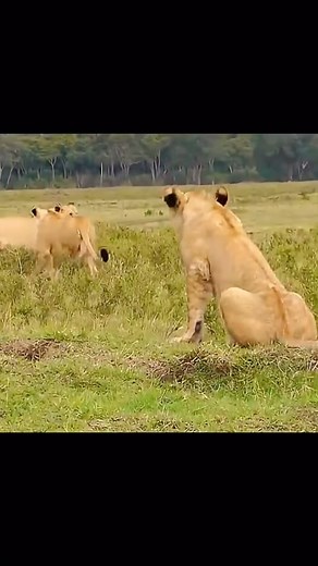 116K views · 13 reactions | Lion vs Mongoose. Classic case of video or it didn’t happen.  unknown. Dm for Credit | African Safari Mag | Facebook
