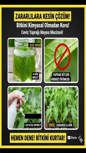 BİTKİ ZARARLILARINA KESİN ÇÖZÜM CEVİZ YAPRAĞINDA