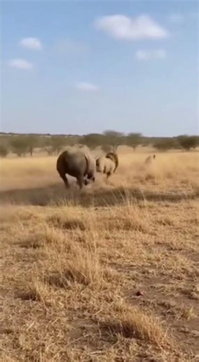 Rhino PROTECTS Baby - DESTROYS Lion 😱 #shorts