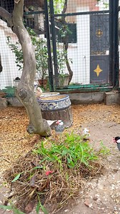 120K views · 1.6K reactions | Đàn chim MANH MANH & SẺ JAVA thi nhau KIẾM RÁC LÀM TỔ mùa SINH SẢN朗 #datbirdtv | Đạt Bird TV | Facebook