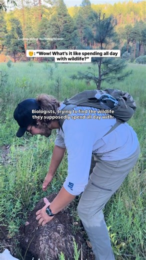 But hey, being outdoors is fun, no matter how hard it is to find the species we protect! Driving through backroads, hiking ridgelines, crossing streams, and digging through mud are all in a day’s work for an ARC Biologist! That’s just what it takes to find these elusive amphibians and reptiles. For much of the wildlife we protect, populations are scattered and often made up of just a few individuals. Spread those individuals across hundreds of acres, and finding just one can feel a bit like foll