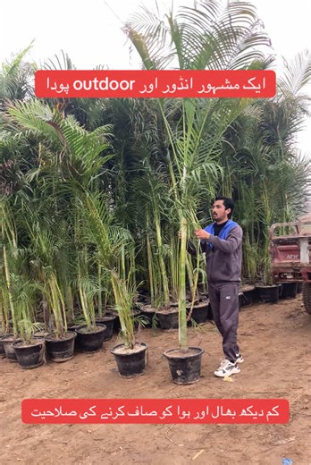 Care Tips for Areca Palm Plants for Home Decoration