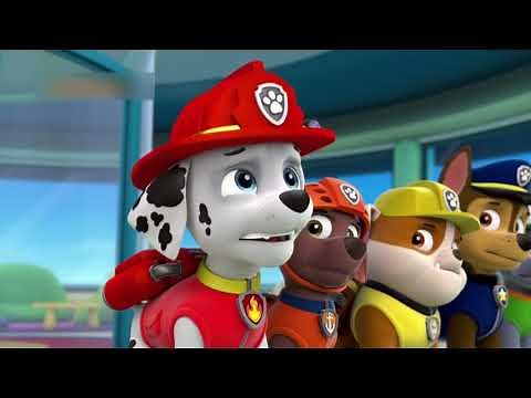 PAW Patrol full HD Pups Team Episode 21 Pups Save a Bat & Pups Save a Toof Funny Movies for KIDs Pa
