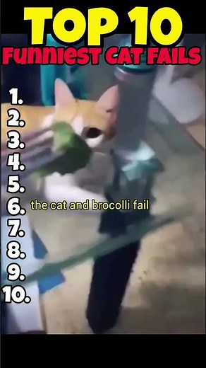 Top 10 funniest cat fails that will make you cry laughing