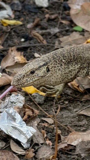 How to Protect Your Home from Snakes and Monitor Lizards in Summer