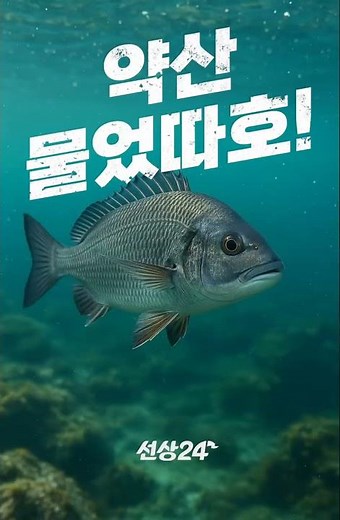 감성돔 시즌의 진짜 손맛, 물었다호! #선상낚시