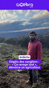 Thomas Méry, castanéiculteur et éleveur à Saint-Étienne-de-Serre, en Ardèche, découvre des dégâts causés par les sangliers dans ses prairies « tous les jours ». « Ça ravage tout », lâche-t-il. Comme son syndicat, la Confédération paysanne, il demande de pouvoir installer des pièges pour les sangliers car, selon lui, la chasse ne suffit plus. | Le Dauphiné Libéré Ardèche