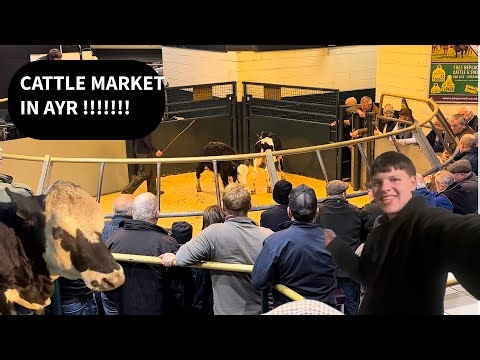 WE WENT TO A CATTLE MARKET IN AYR