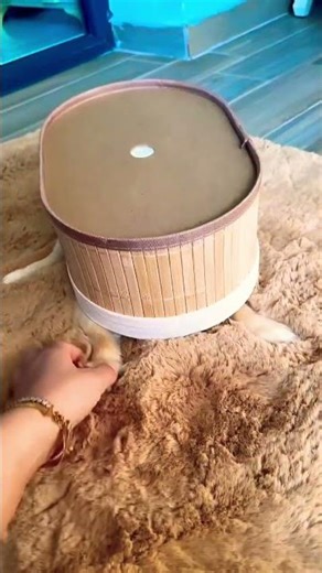 What came out of the dry box?? #explore #shorts