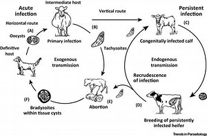 Neospora caninum - Alchetron, The Free Social Encyclopedia