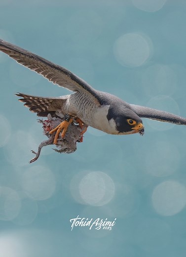 401K views · 8.7K reactions | Female and Male (Mom and Dad) training their Juvenile to learn how to catch a prey. #Falcons #birdsofprey #explorepage #birds #wildlife #PeregrineFalcon | Tohid Azimi | Facebook