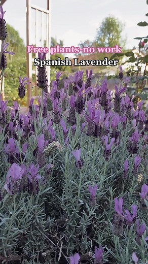 Garden with Ashley on TikTok