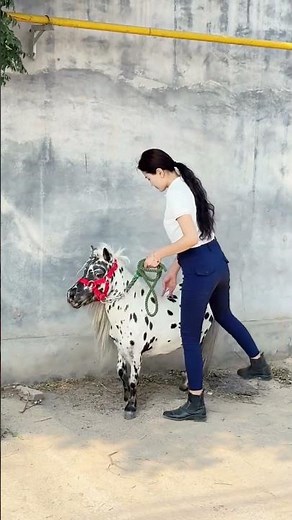 Cute Little Pony Ride 🐴❤️ | Adorable Girl & Horse Moments #Shorts #Pony #Horse #CuteAnimals